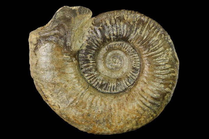 Bathonian Ammonite (Procerites) Fossil - France #152716